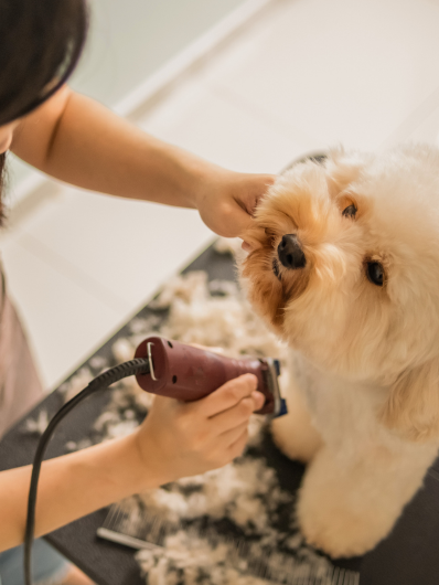 a pet groomer maison helya taking care of a dog