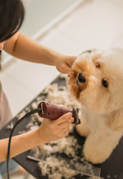 a pet groomer maison helya taking care of a dog