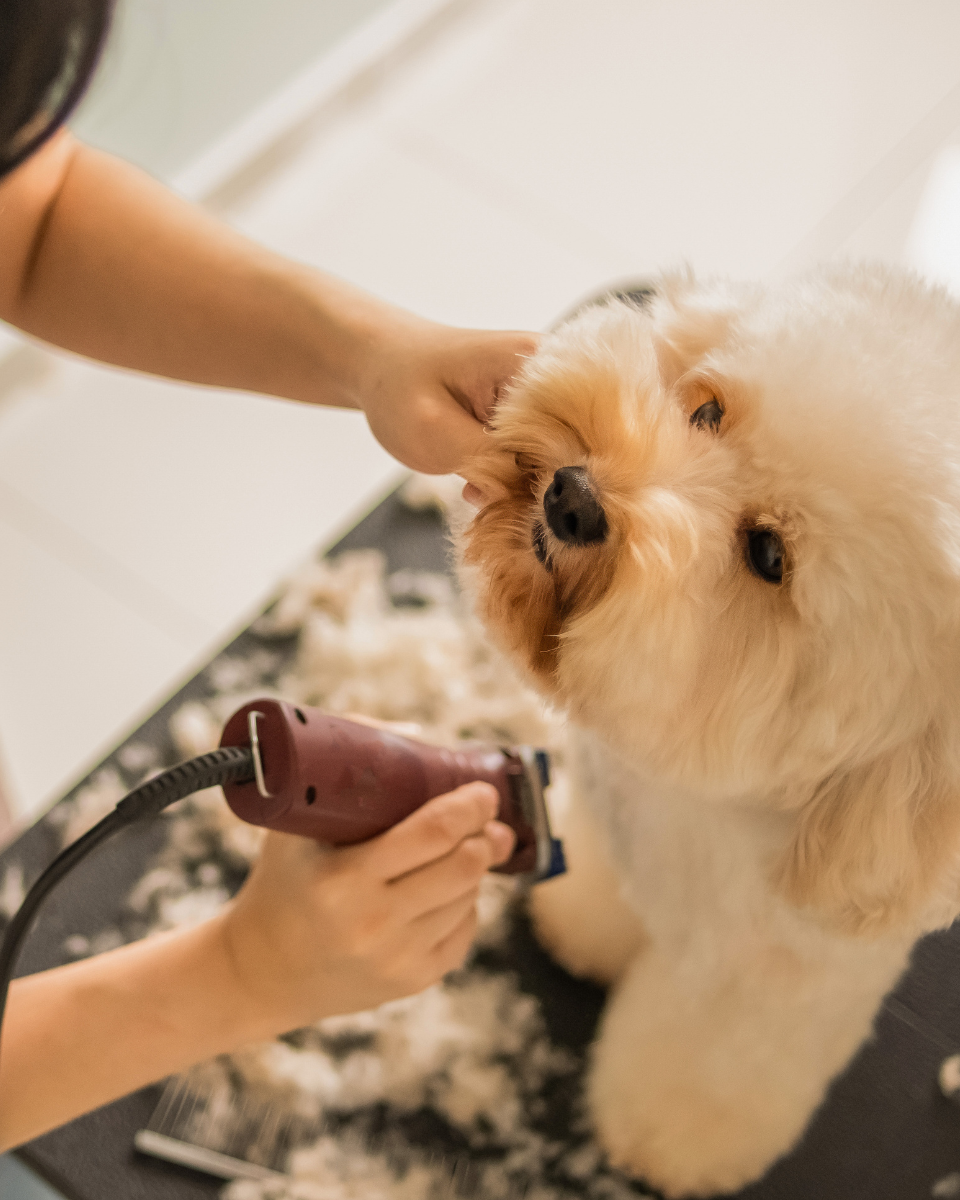 un chien en pleine séance de toilettage